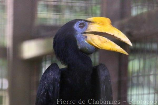 Wrinkled hornbill