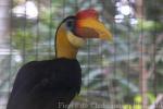 Wrinkled hornbill