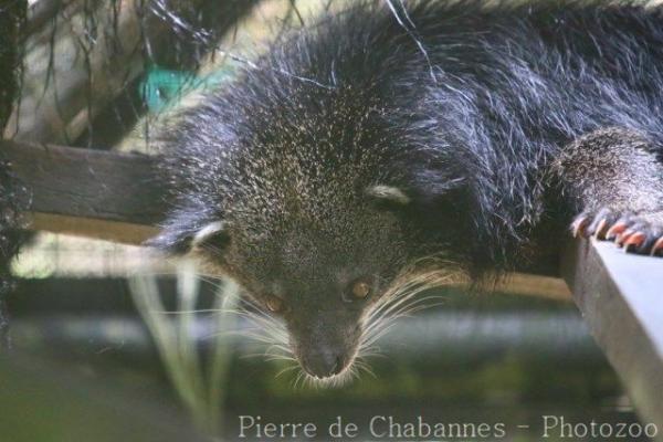 Bornean binturong