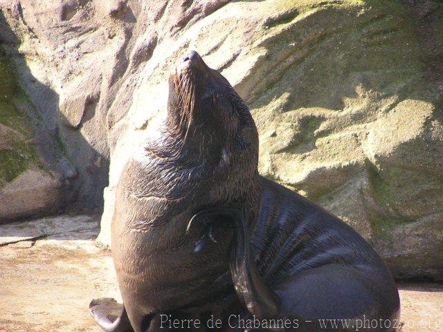 South African fur seal