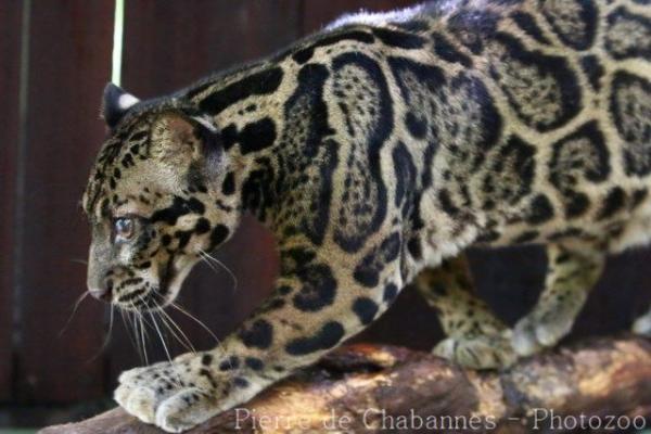 Sunda clouded leopard