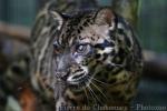 Sunda clouded leopard