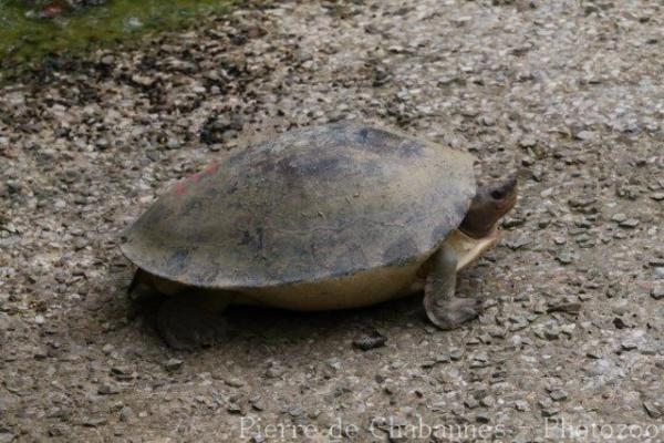 Painted terrapin