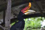 Bornean rhinoceros hornbill