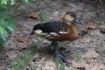 Wandering whistling-duck