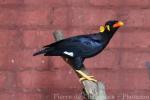 Common hill myna