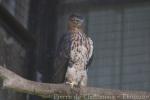 Wallace's hawk-eagle