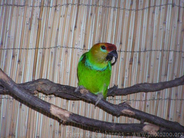 Large fig-parrot