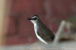 Yellow-vented bulbul