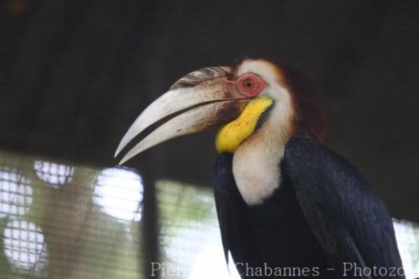 Wreathed hornbill