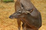 Timor deer