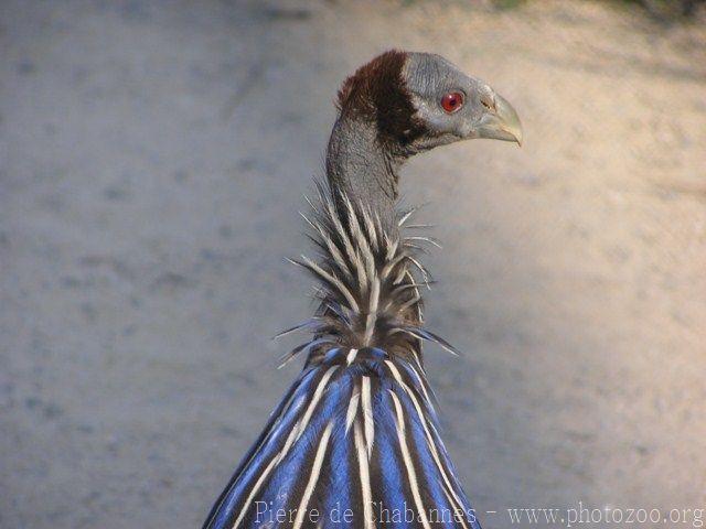 Vulturine guineafowl