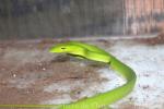 Asian vine snake