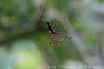 Giant golden orb weaver