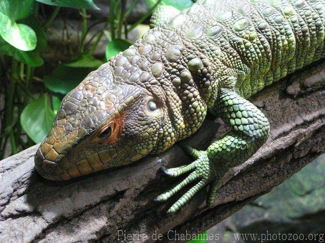 Northern caiman lizard