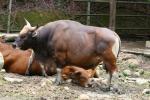 Bornean banteng