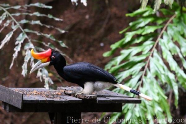 Bornean rhinoceros hornbill