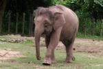 Bornean elephant