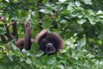 Müller's gibbon