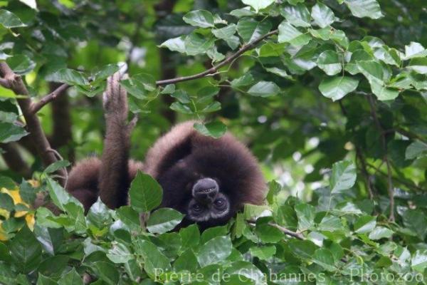 Müller's gibbon