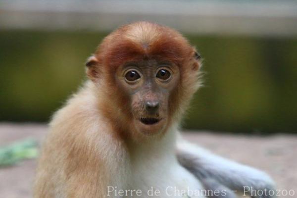 Proboscis monkey