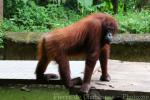 Bornean orang-utan