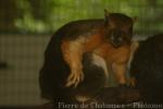 Cream-coloured giant squirrel