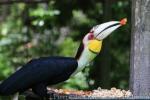 Wreathed hornbill