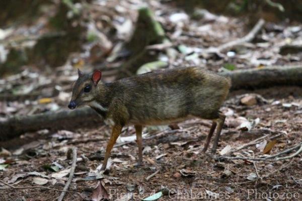 Lesser oriental chevrotain