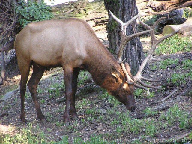 Manitoban elk