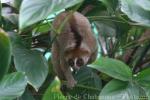 Kayan river slow loris