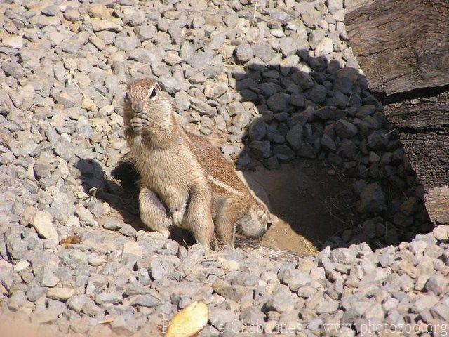 Cape ground squirrel