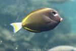 Whitecheek surgeonfish