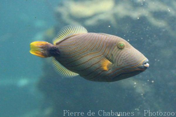 Orange-lined triggerfish