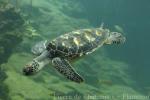 Pacific green sea-turtle