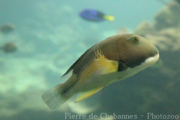 Orange-dotted tuskfish