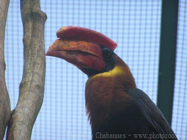 Northern rufous hornbill