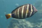 Sailfin tang