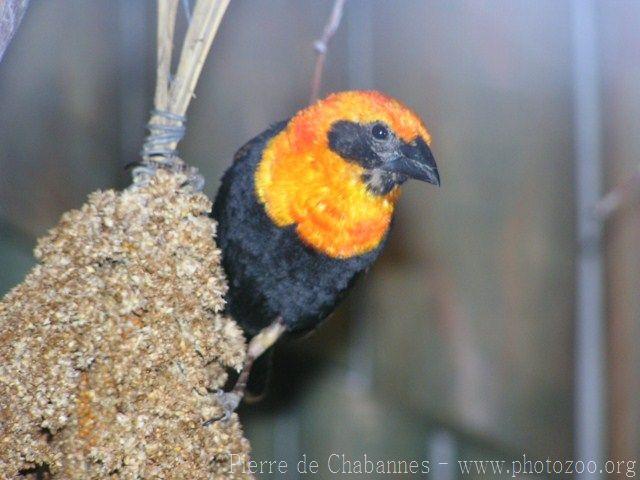 Black-winged bishop