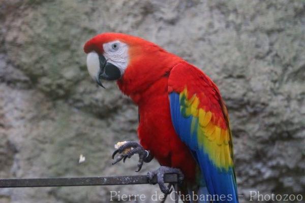 Scarlet macaw