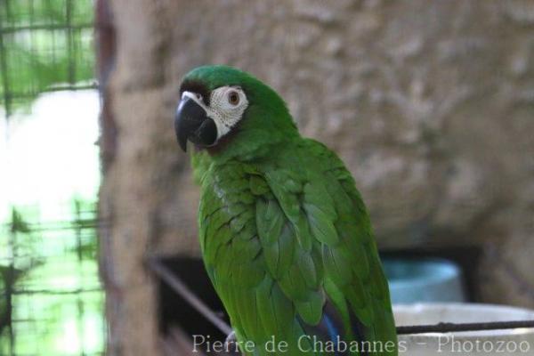 Chestnut-fronted macaw