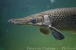 Alligator gar