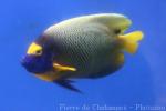 Yellowface angelfish