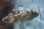 Green pufferfish