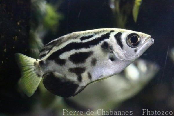 Zebra archerfish