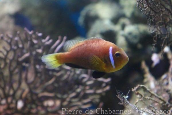 Maldive anemonefish