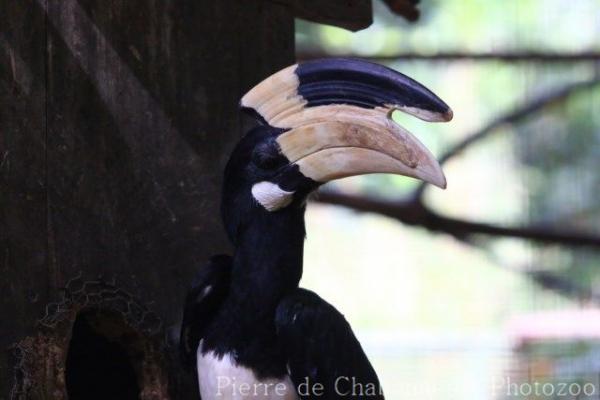 Malabar pied hornbill