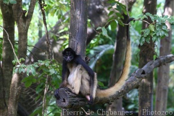 White-bellied spider monkey