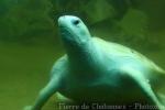 Loggerhead turtle