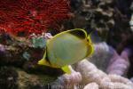 Yellowhead butterflyfish